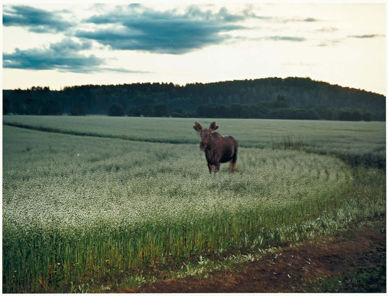 From Back Home, Sweden, 2009 — Anders Petersen