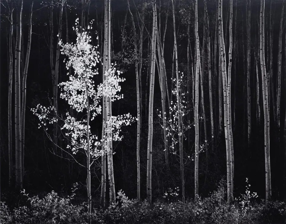 Ansel Adams - Aspens, Northern New Mexico, 1958