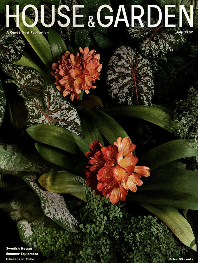 Tropic Leaves, 1936 — Anton Bruehl