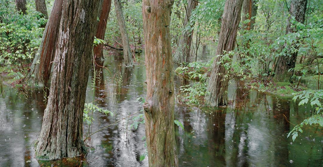Dark Eden, Swamp Landscape — Barbara Norfleet