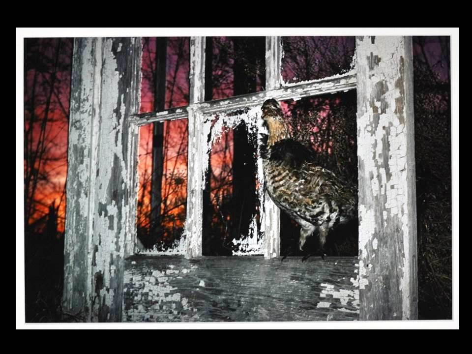 Ruffed Grouse and Abandoned House, Manscape with Beasts — Barbara Norfleet