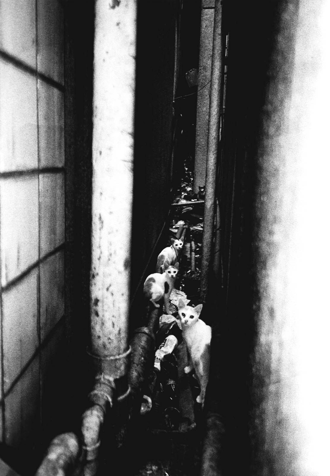 Shinjuku, Tokyo by Daido Moriyama