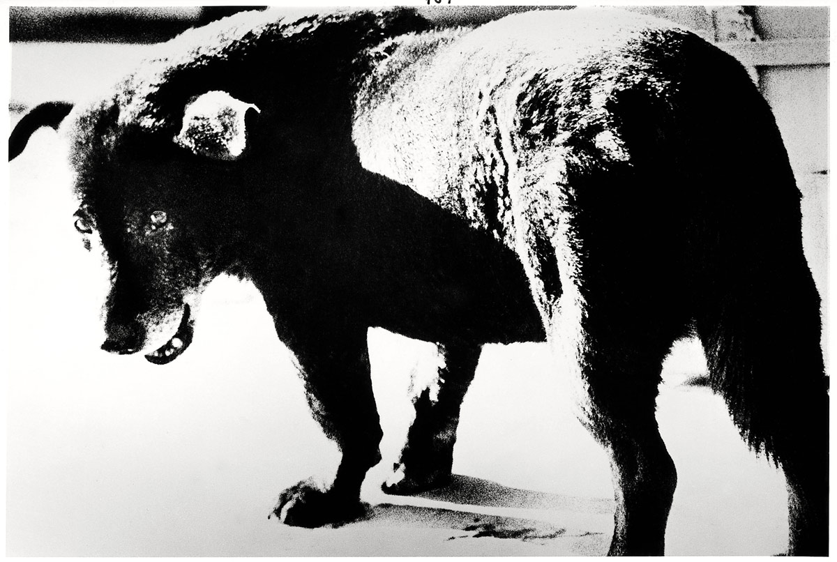 Stray Dog, Misawa, Aomori by Daido Moriyama