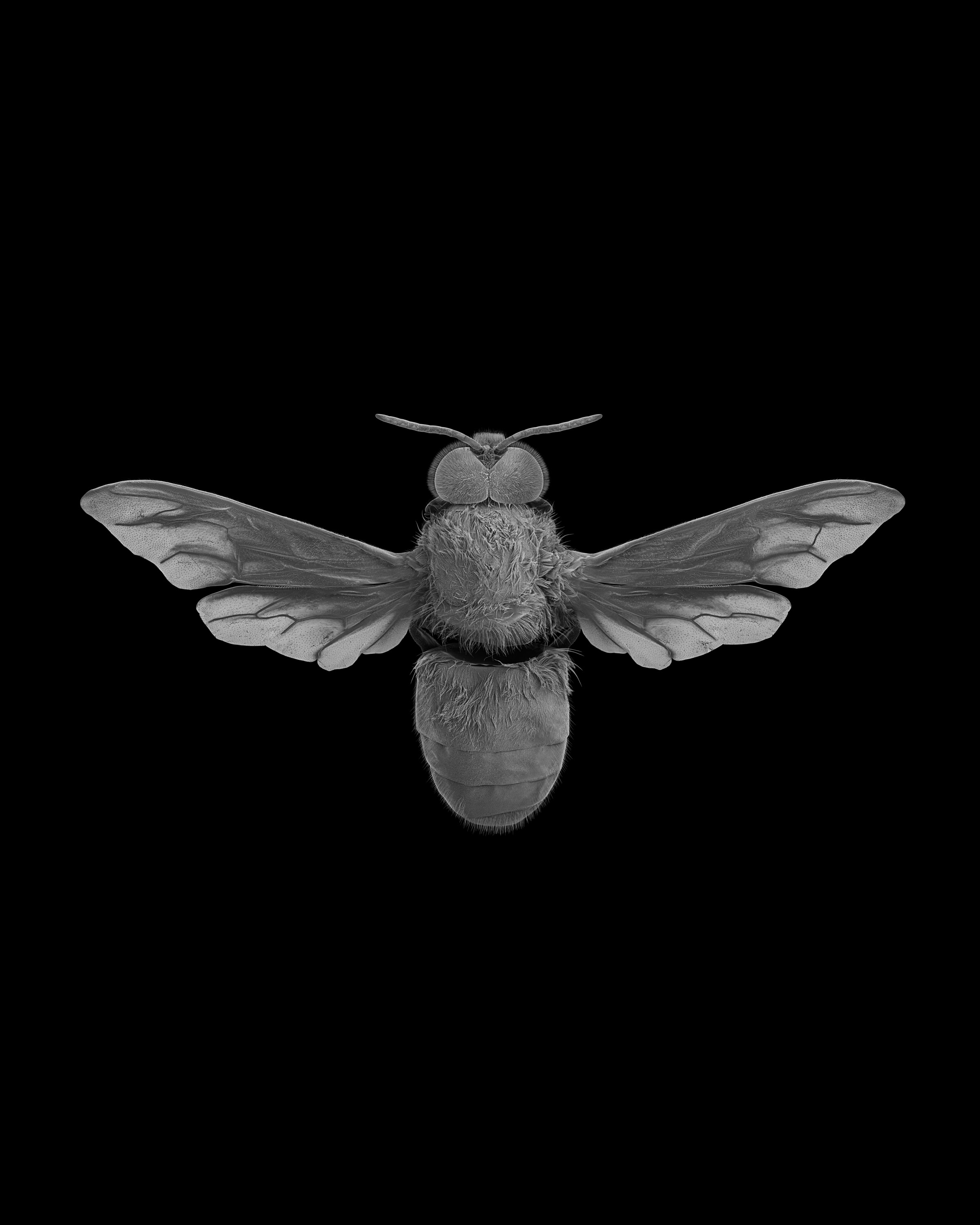 Bee Study by Dan Winters
