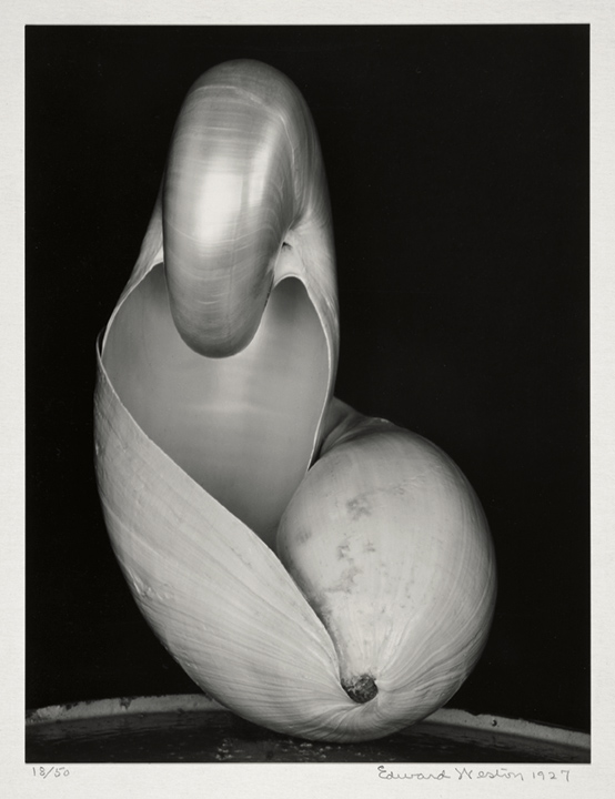 Two Shells — Edward Weston, 1927