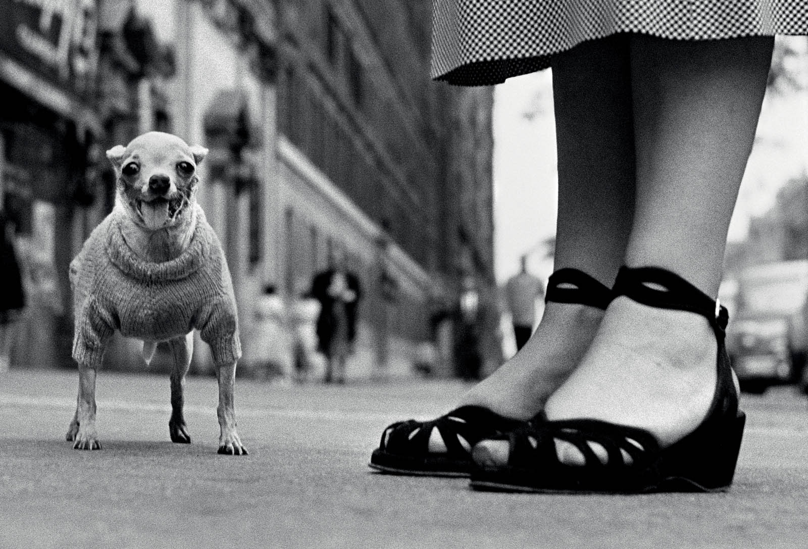 Chihuahua, New York City — Elliott Erwitt, 1946