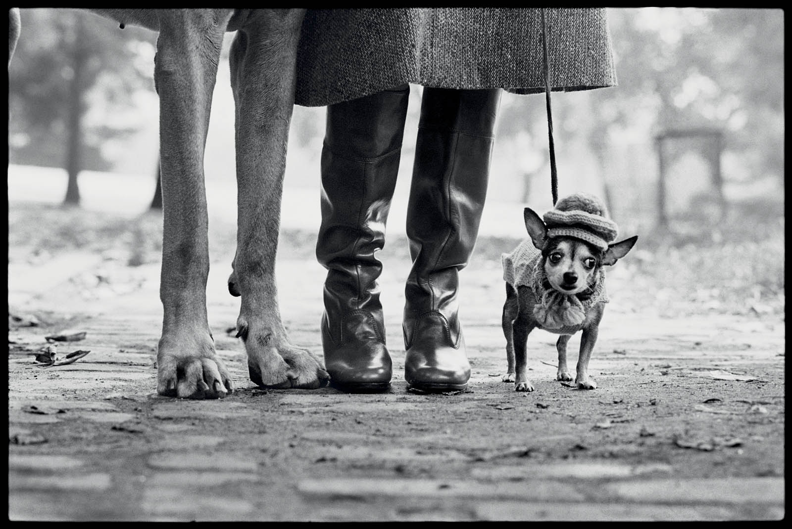 Dog Legs, New York City — Elliott Erwitt, 1974
