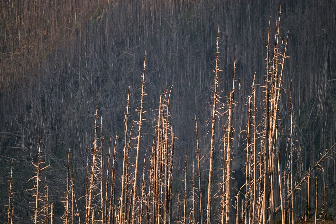 Mount St. Helens Blast Zone Snags