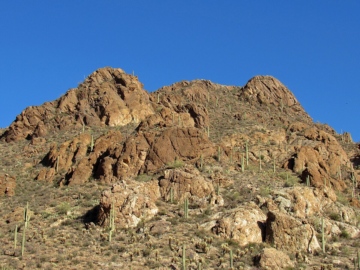 Saguaro cactus desert landscape in Arizona's Sonoran Desert