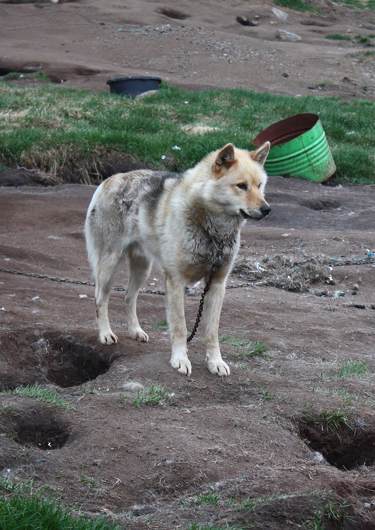 Greenland husky sled dog in Tasiilaq, East Greenland