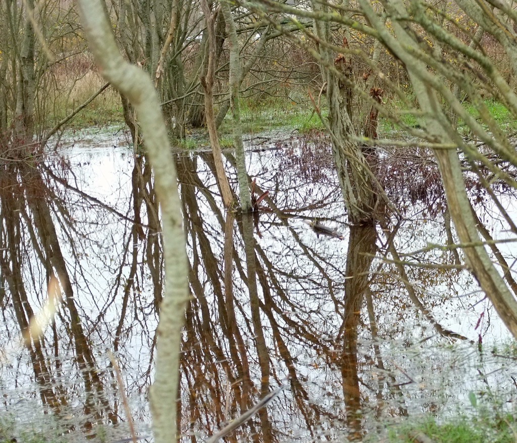 Pond amid trees in a woodland park, evoking the landscape of Gossage's The Pond