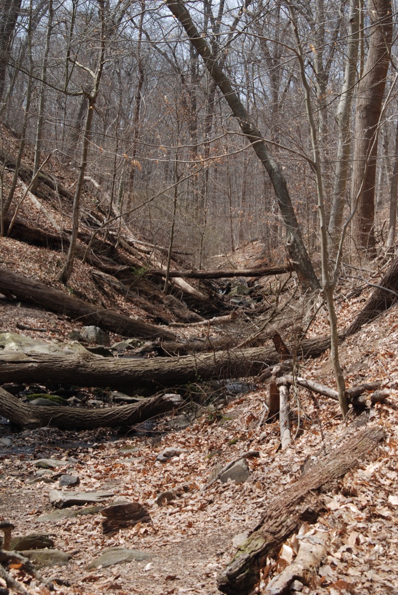 A ravine in Rock Creek Park, Washington, D.C., the landscape Gossage walked and photographed