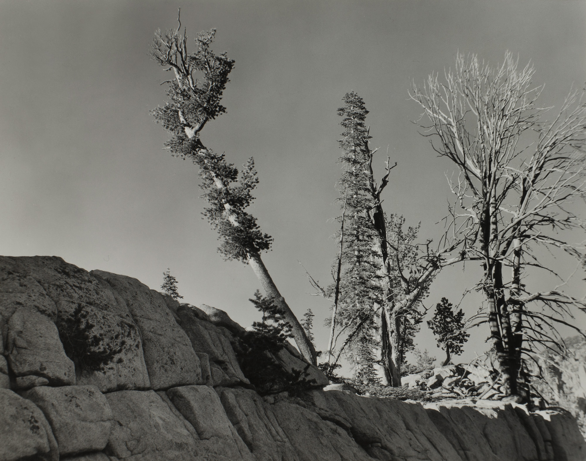 Hurricane Creek (Trees and Rock), Oregon, 1941 — Minor White