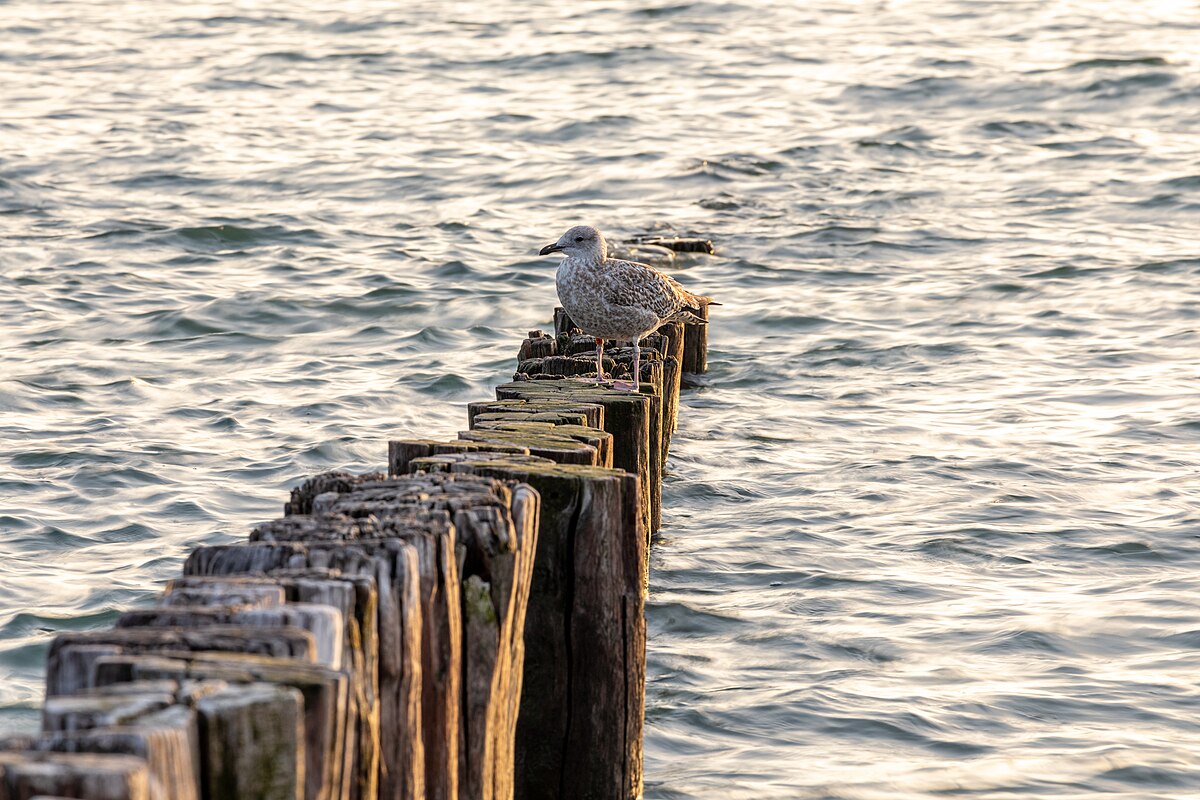 North Sea coastline at Zoutelande with groynes extending into the water
