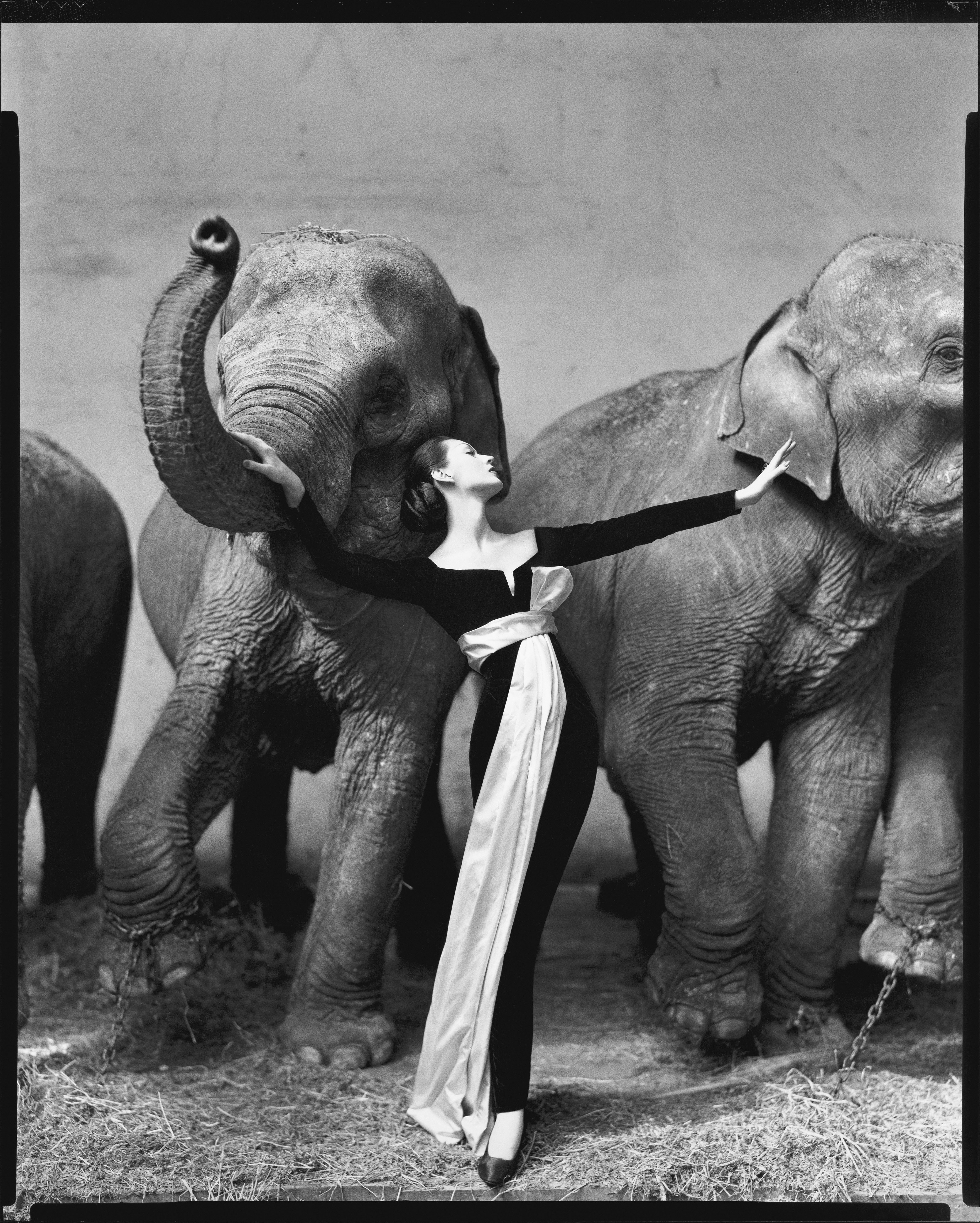 Dovima with Elephants, Cirque d'Hiver, Paris, 1955 — Richard Avedon
