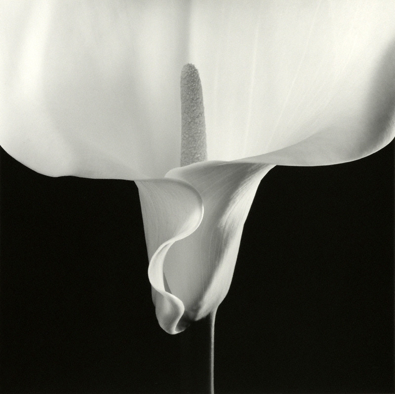 Calla Lily by Robert Mapplethorpe