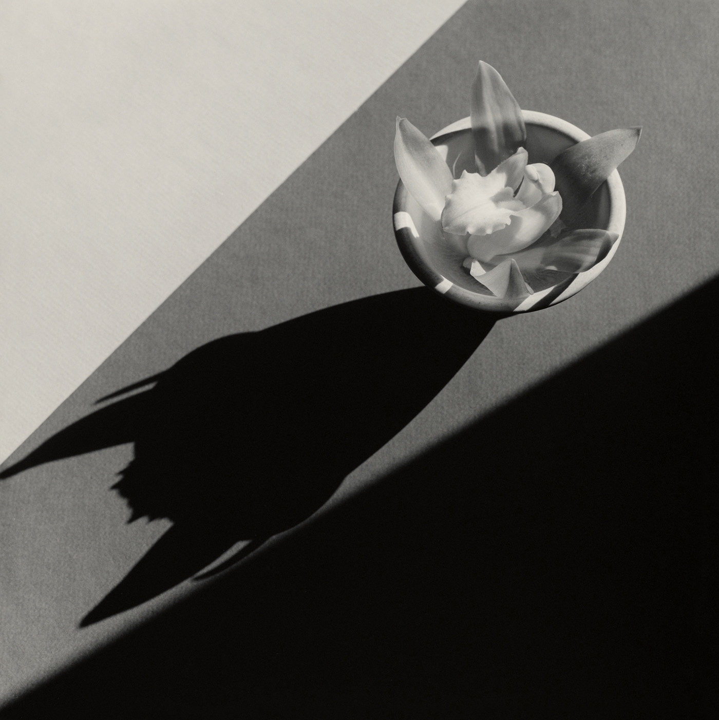 Orchid by Robert Mapplethorpe