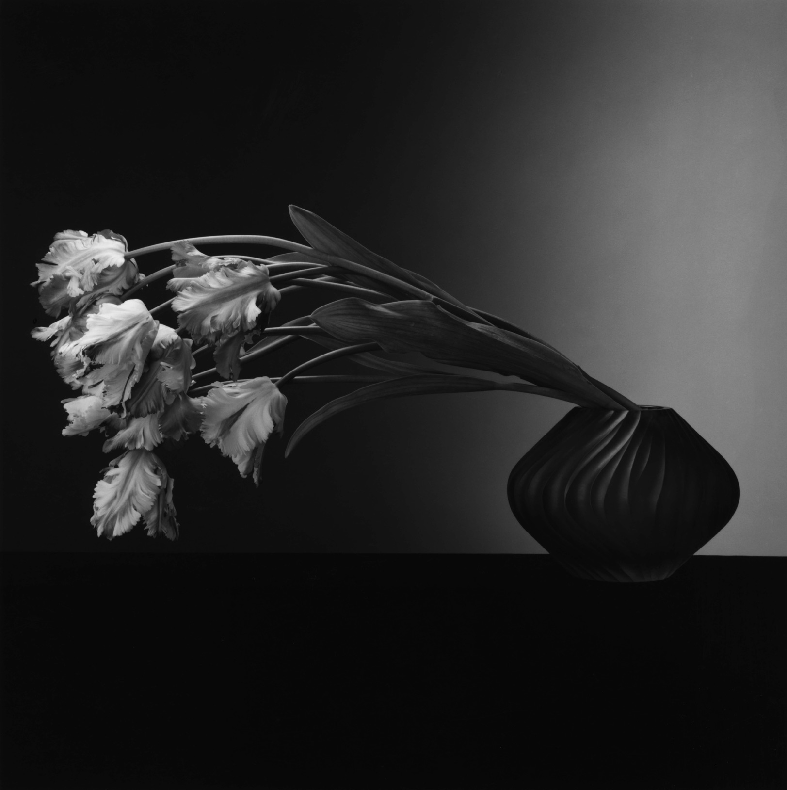 Tulips by Robert Mapplethorpe
