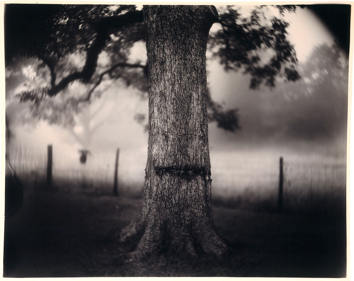 Deep South, Untitled (Fontainebleau) by Sally Mann