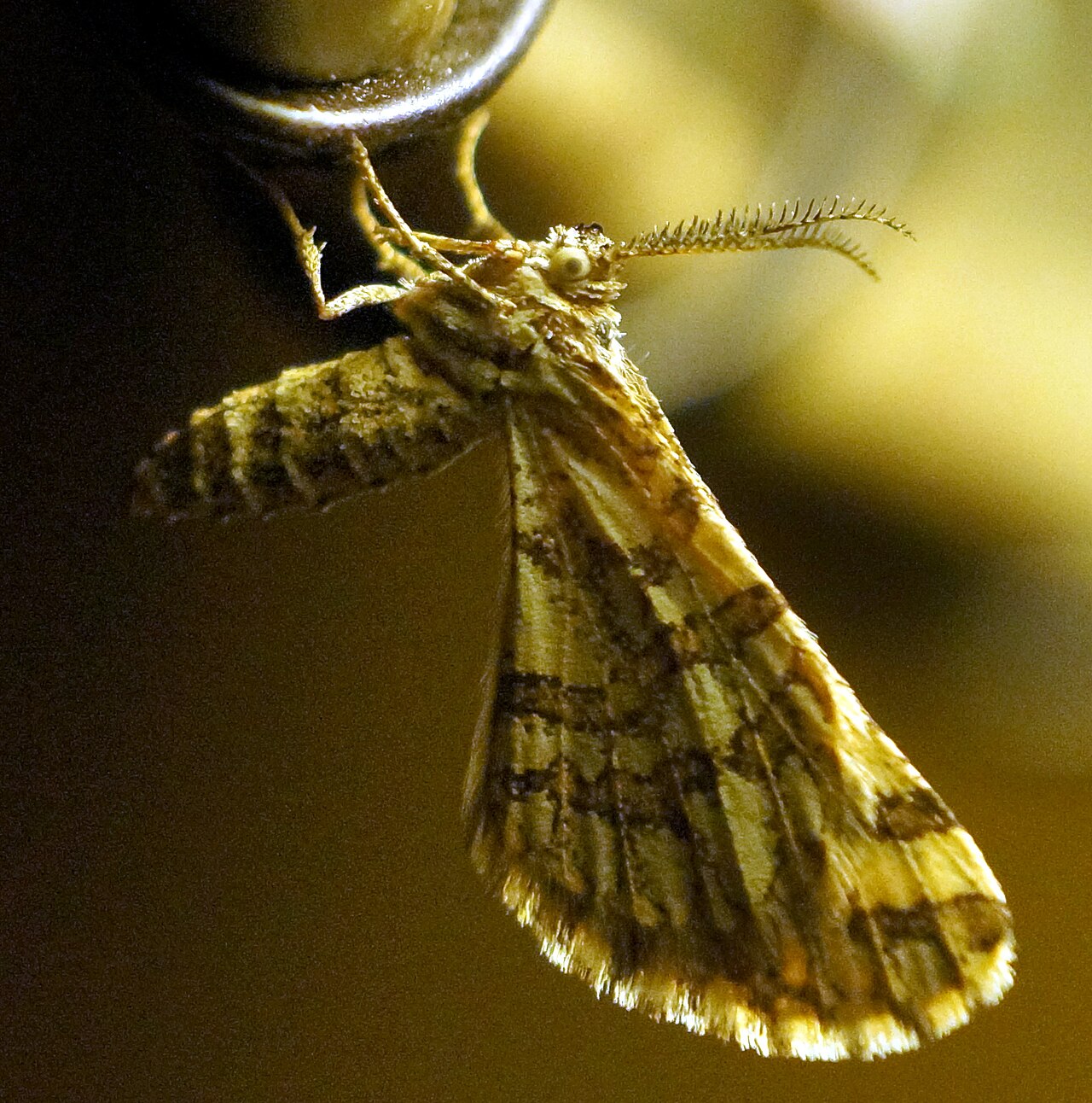 A moth attracted to light at night, evoking Stephen Gill's Night Procession series