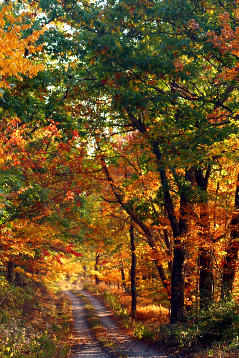 A country mountain road winding through the West Virginia highlands — reminiscent of the isolated paths to communities like Grapevine