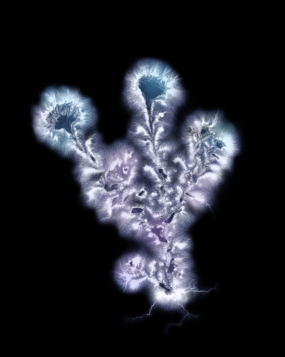 Kirlian photograph of an aster flower showing corona discharge aura, evoking Walter Chappell's Metaflora series