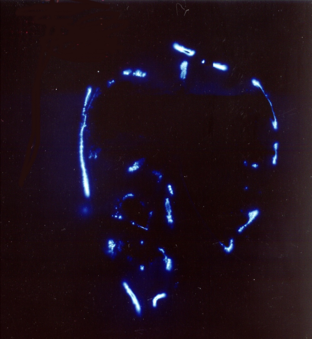 Kirlian photograph of a leaf showing luminous energy aura, relating to Walter Chappell's experiments with corona discharge photography
