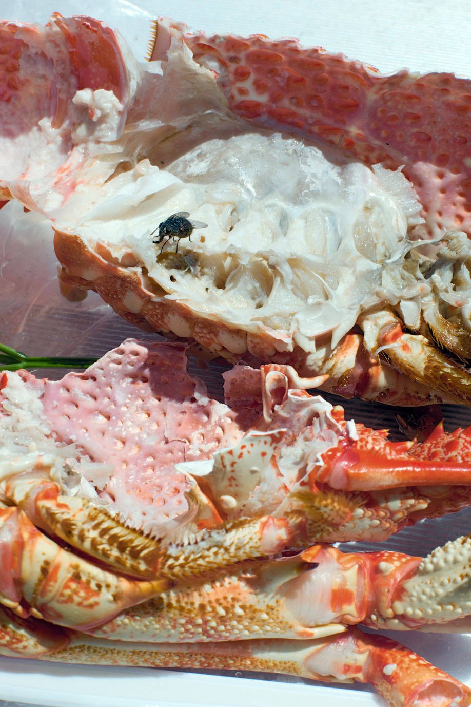 Astro Crusto, 2012 by Wolfgang Tillmans