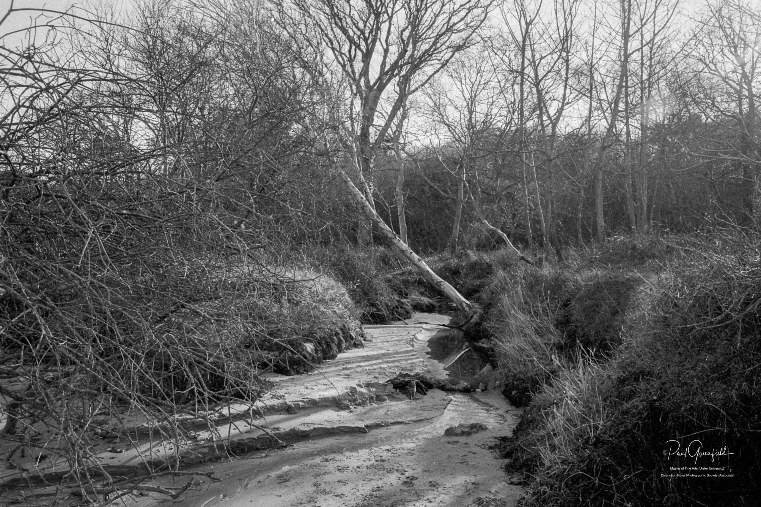 10226 EXPORT 28-02-25 Studland with Leica M6 TTL-9
