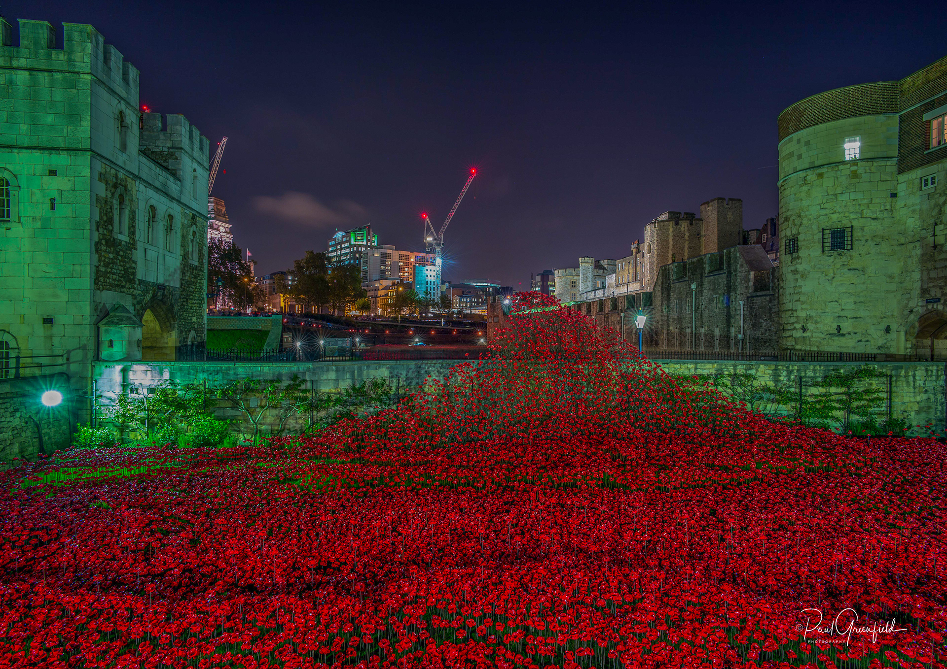 poppies at the Tower