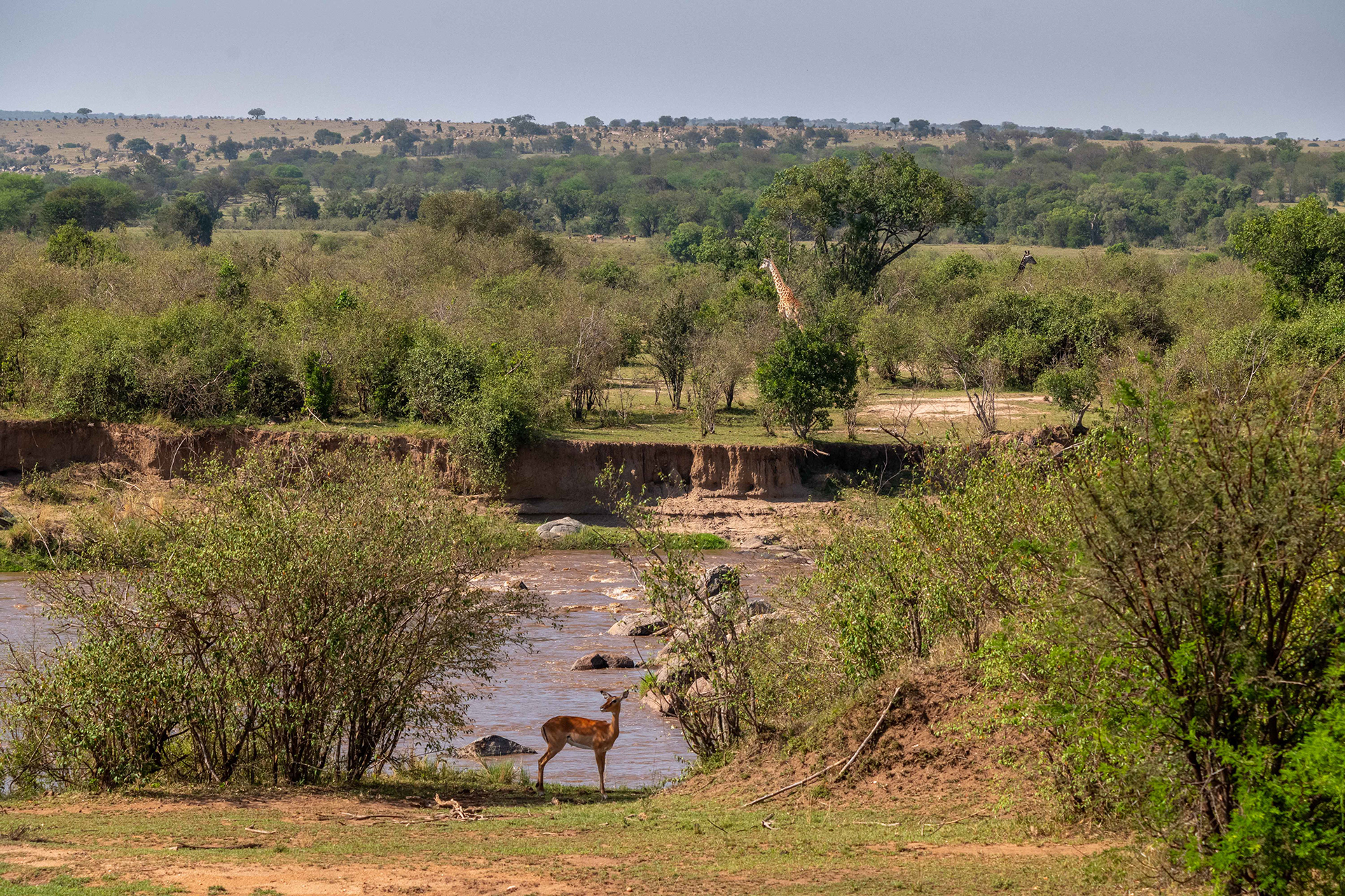 wilderbeasts are coming